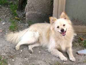 pumetto italiano spitz